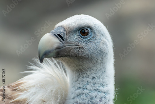 Obraz na płótnie Griffon vulture head close up portrait with light eye