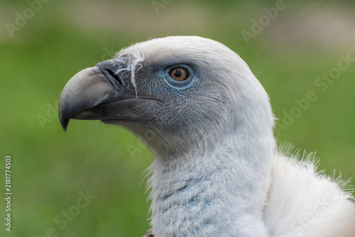 Foto Side portrait profile of Griffon vulture bird head