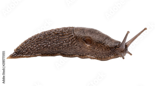 Canvastavla Dark brown slug with rough skin and antennae on isolated on png transparent back