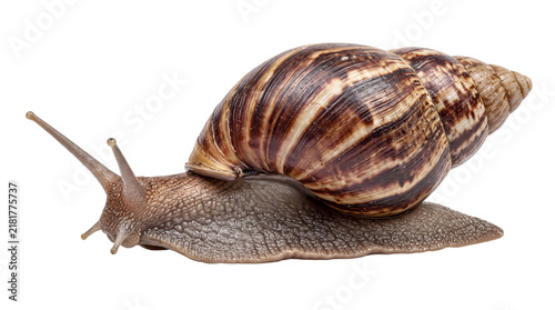 Bild auf Leinwand Giant african land snail with detailed shell and isolated on png transparent bac