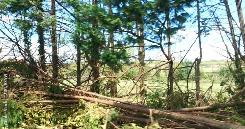 Trees uprooted by a major storm