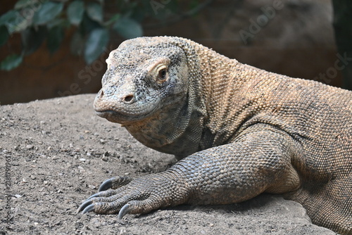 Quadro su tela Portrait photo of a komodo dragon