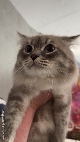 Cute Neva Masquerade Cat With Big Blue Eyes Being Held Video
