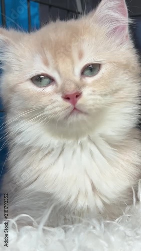 Cute Fluffy British Longhair Kitten Looking Away Video