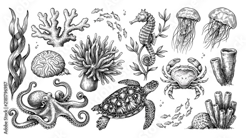 Marine life collection with octopus seahorse jellyfish crab and coral rendered in vintage engraving style