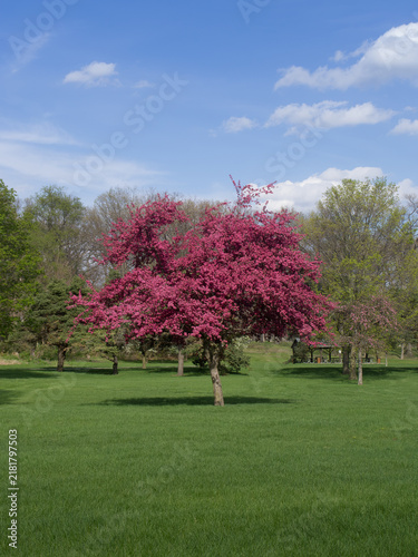 Malus Prairifire Crabapple Tree in Bloom
