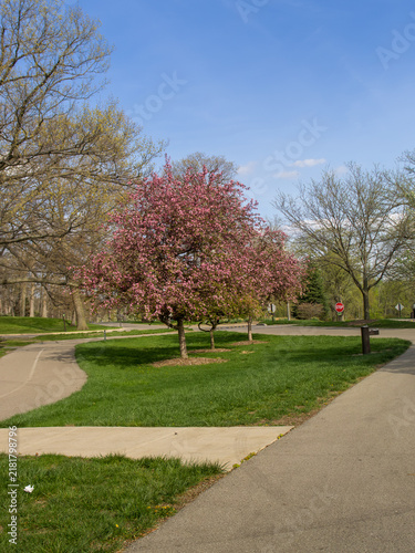 Pink Flowering Crabapple Tree in Bloom
