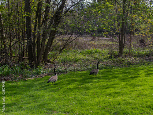 Two Canada Geese in Lush Green Grass