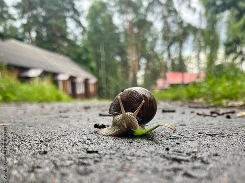 Obraz na płótnie A large terrestrial snail is eating a green leaf on wet asphalt.