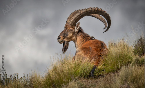 A waillla Ibex looks on towards the Ethiopian wilderness. 