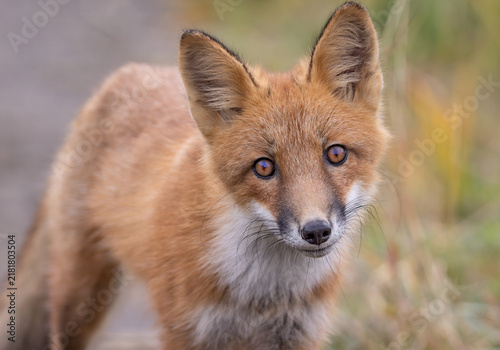 A young cute fox with big eyes looks into the camera. 