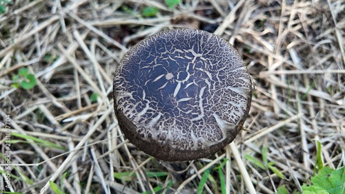 Bild auf Leinwand Macro photograph of a mushroom with a natural pattern in the forest