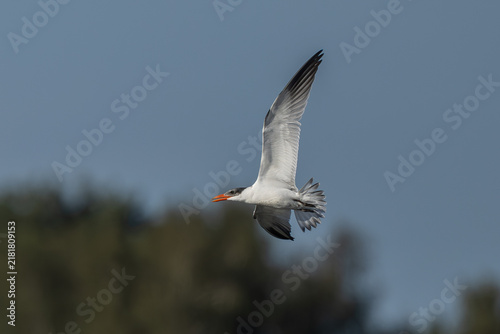 Quadro su tela Caspian tern (Hydroprogne caspia) - Raubseeschwalbe