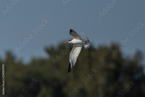 Foto Caspian tern (Hydroprogne caspia) - Raubseeschwalbe