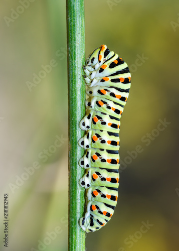 Selective focus on a Old World Swallowtail caterpillar, Papilio Machaon