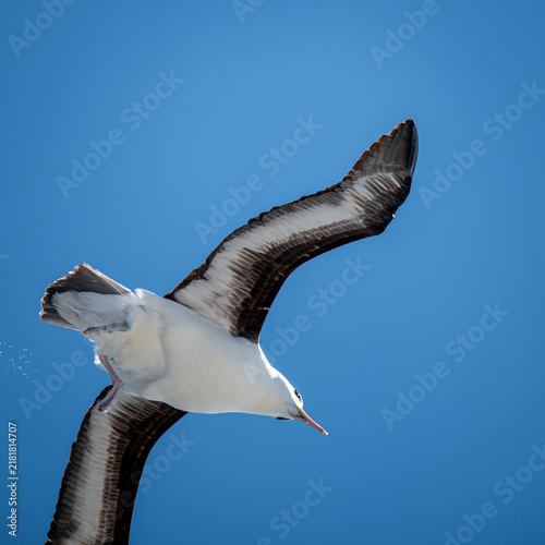 Foto Black browed albatross climbing steeply with water droplets