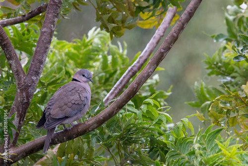 dove on branch