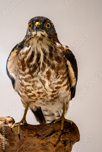 Obraz na płótnie Front view close-up of a Crested Goshawk (Accipiter trivirgatus) taxidermy specimen perched on driftwood