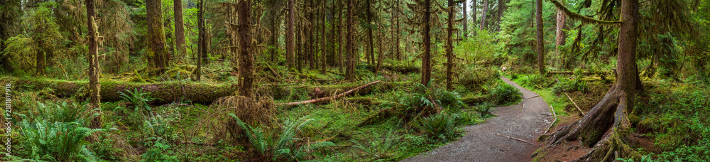 Obraz premium Beautiful wide panoramic view of a scenic hiking path running through a dense hoh rain forest