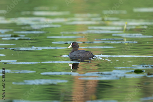 Fotografía Eurasian coot (Fulica atra) swimming on a serene lake surrounded by lily pads near Mrągowo, Masuria, Poland