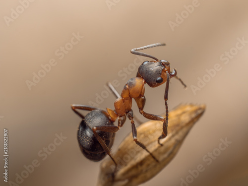 Zu sehen ist eine Nahaufnahme einer roten Ameise (Formica polyctena), die aufrecht mit geöffneten Mandibeln und erhobenen Fühlern auf einem verblühten Pflanzenteil sitzt.