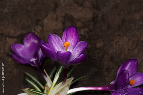 Three crocuses against the background of soil