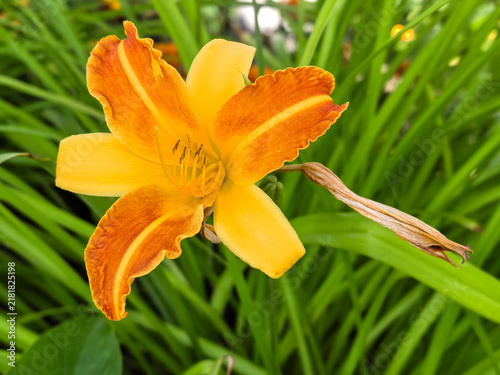 Foto Orange daylily flower blooming against green grass background
