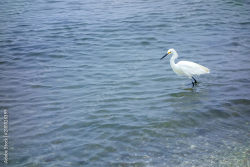 Elegant snowy egret wades through the shallow coastal waters of Mission Bay searching for fish, San Diego, CA
