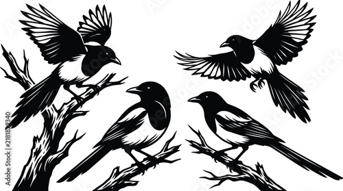 Black and white magpies perched and flying on tree branches