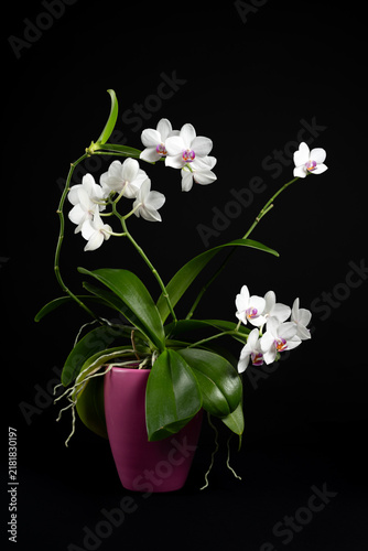 White Phalaenopsis orchid in pink pot with visible aerial roots on black background, blooming orchid plant with multiple flower branches, elegant botanical studio photography, vertical composition
