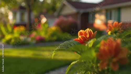 Summer hot vibe lifestyle. A vivid, sunlit photograph captures a monarch butterfly resting on a vibrant orange flower. The butterflys wings are spread wide, displaying intricate patterns of black.