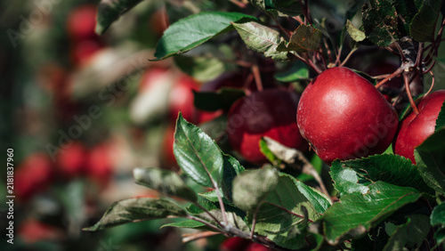 Red apples on tree ready to be harvested. Ripe red apple fruits in an apple orchard. Selective focus