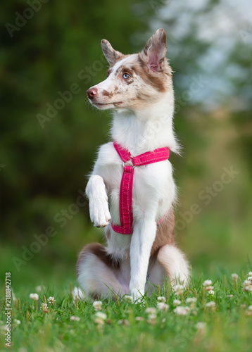 Border Collie in a pink harness on a grassy meadow