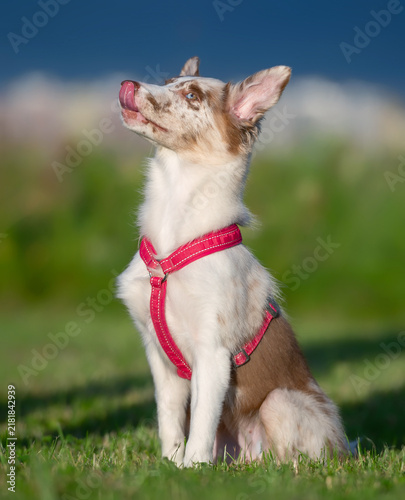 Playful Border Collie in a Red Harness on a Sunny Lawn