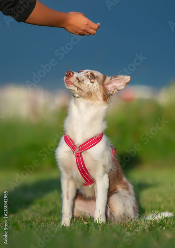 Border Collie Puppy in a Red Harness Gazing at Its Owner