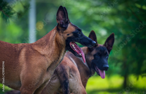 Belgian Malinois Dogs Enjoying a Sunny Day in the Park