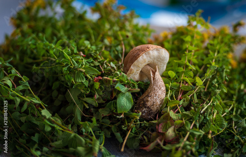 Leccinum Scabrum Amidst St. John’s Wort in a Natural Setting