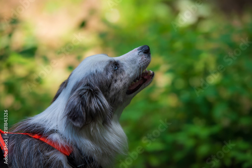 Border Collie in a Lush Green Setting