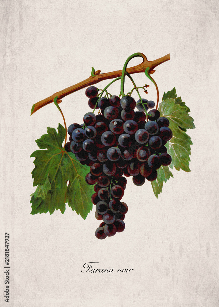 Obraz premium Farana noir Classic Red Wine Grape Variety, Botanical Illustration