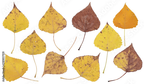 Yellow poplar leaves collection. Dried pressed poplar tree autumn leaf set. 