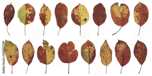 Autumn apple leaves isolated on white background. Herbarium fall foliage collection
