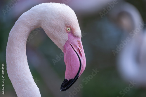 фотографія Close up portrait of a greater flamingo with pale pink feathers, curved neck, ye