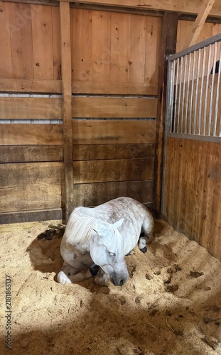Obraz na plátně dapple grey horse resting in a wooden stable stall