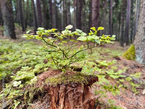 Fresh green saplings sprout from a moss-covered tree stump in a serene temperate rainforest, surrounded by tall trees and vibrant ground cover.