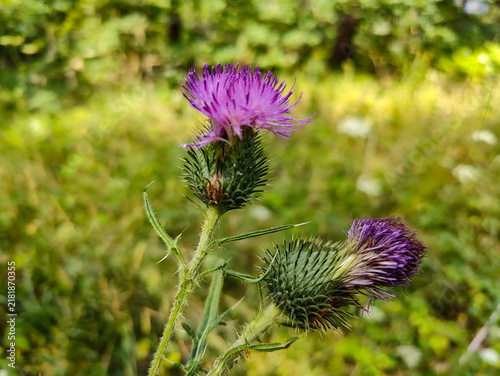 Close-up of vibrant purple thistle flowers with spiky green stems against a soft-focus green natural background, capturing the essence of wildflower biodiversity.