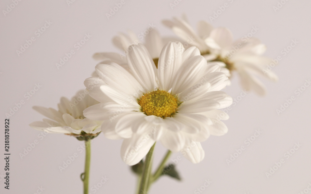 Fototapeta premium Smoke selected soft focus cream beige white Chamomile, chrysanthemums; aster, gerbera Flower bud. Neutral gray background