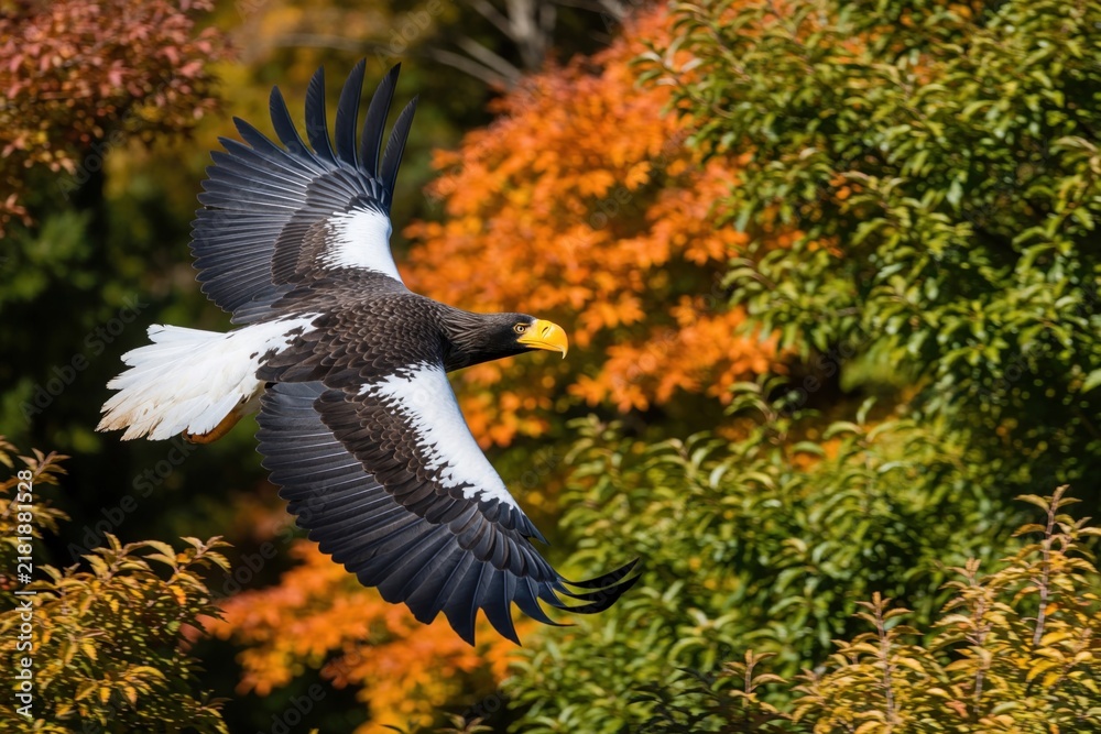 Obraz premium Steller sea eagle glides through air with wide black, white wings. Large predator flies over colorful autumn forest with orange foliage. Majestic raptor shows powerful flight, sharp beak near green