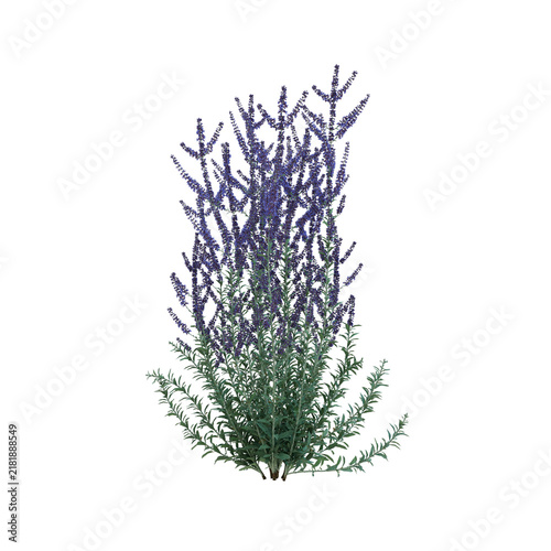 Tapety artystyczne Russian Sage-Blue Spire