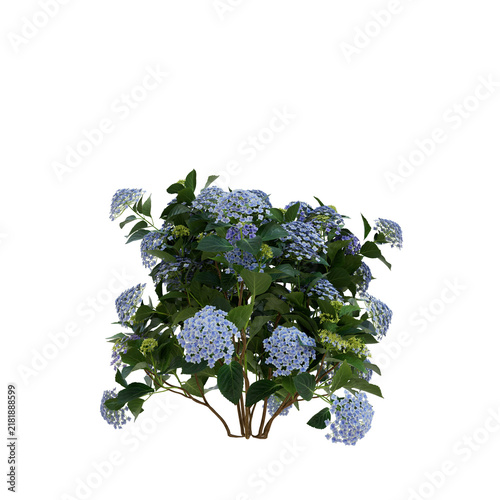 Fotografie Bigleaf Hydrangea Blue Ballad