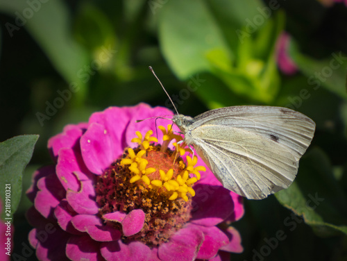 фотографія White butterfly rests gently on a vibrant pink zinnia